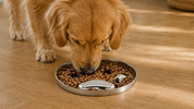 Mon chien vomit ses croquettes non digérées