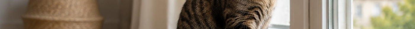Chat qui vomit : quand faut-il s’inquiéter ?