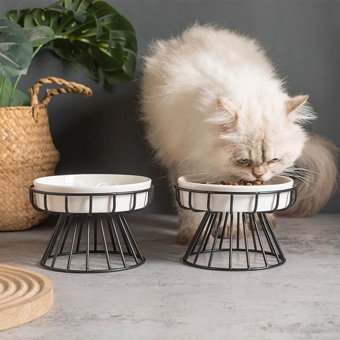 Chat mangeant dans une gamelle céramique surélevée