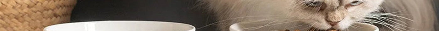 Chat mangeant dans une gamelle céramique surélevée