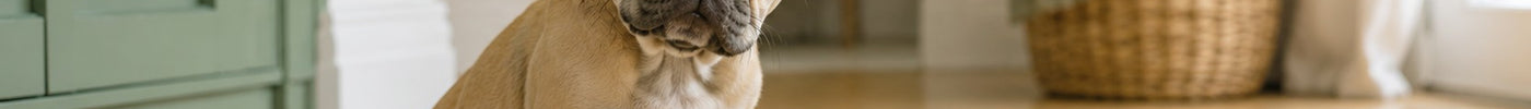 Mon chien a avalé une chaussette : que faire