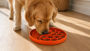 Comment choisir sa gamelle anti-glouton ? Guide chien & chat