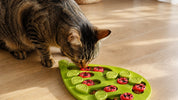 Mon chat vomit ses croquettes non digérées : pourquoi et que faire