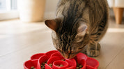 Mon chat vomit ses croquettes la nuit