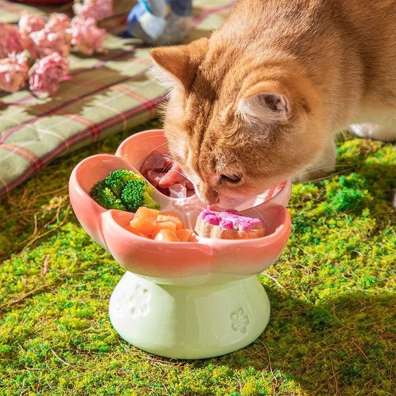 Un chat roux mangeant dans la gamelle en ceramique surelevee