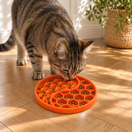 Chat tigré mangeant des croquettes dans une gamelle orange en silicone à deux types de reliefs