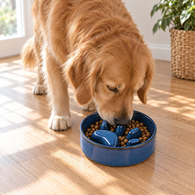 Golden retriever mangeant des croquettes dans un bol bleu en céramique à reliefs en forme de patte