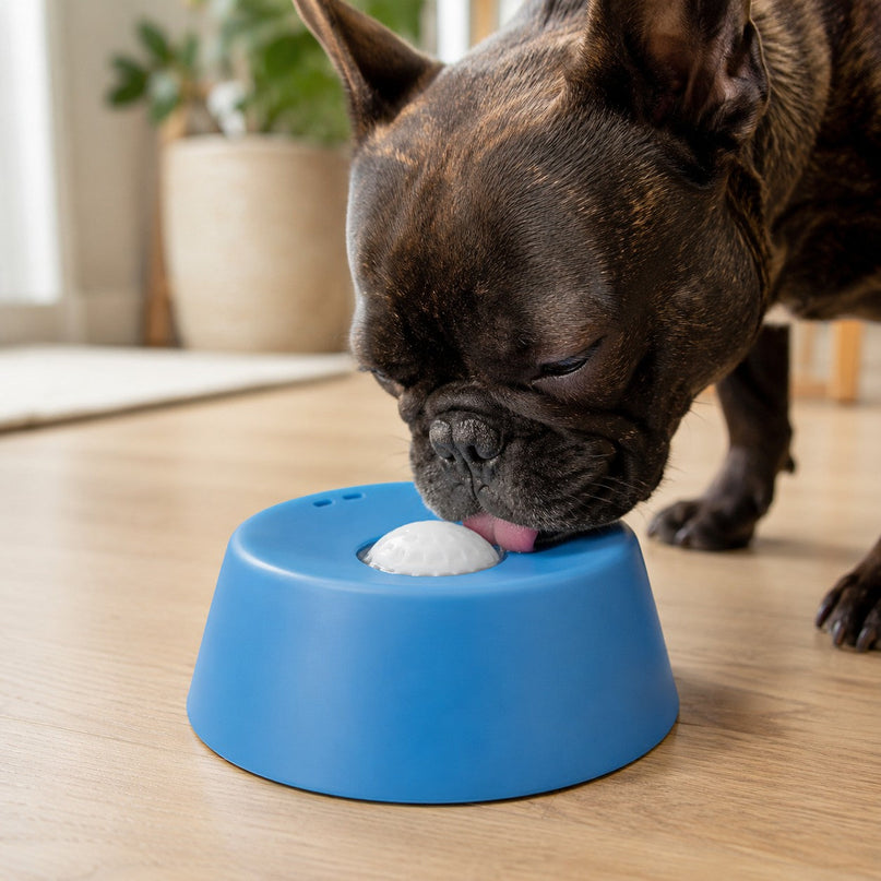 Bol anti-renversement — balle flottante — Chien