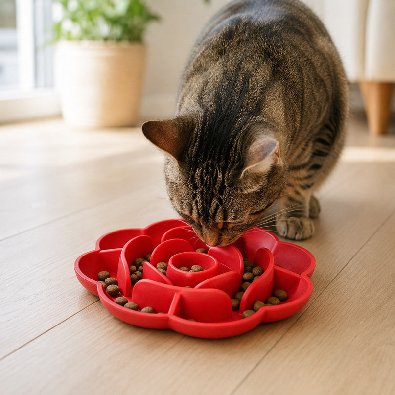 Chat mangeant ses croquettes dans le bol ralentisseur rose rouge